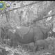 Camera trap footage shows Helen, the female calf.